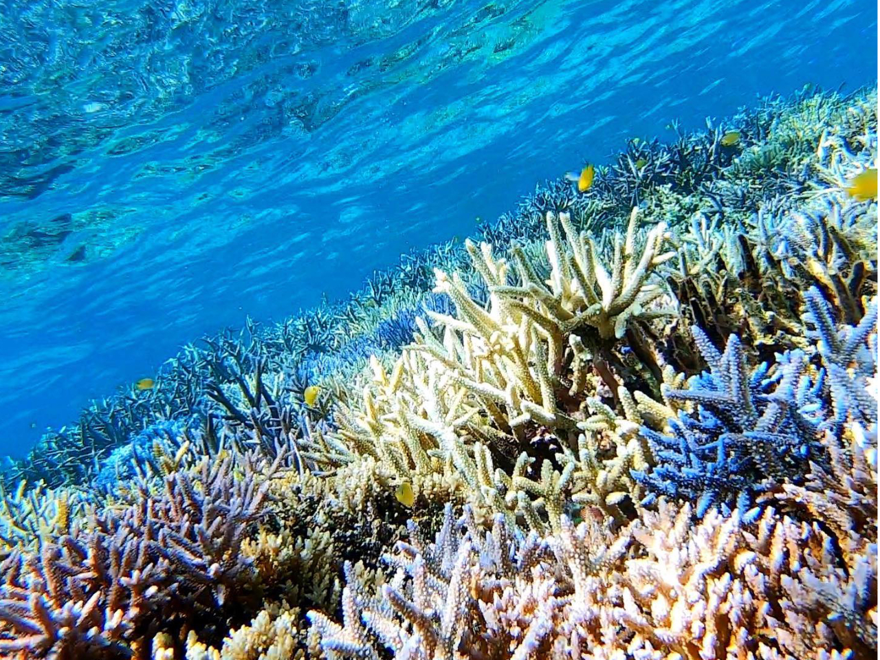 バラス島シュノーケリングで色鮮やかなサンゴ礁域を泳ごう〜