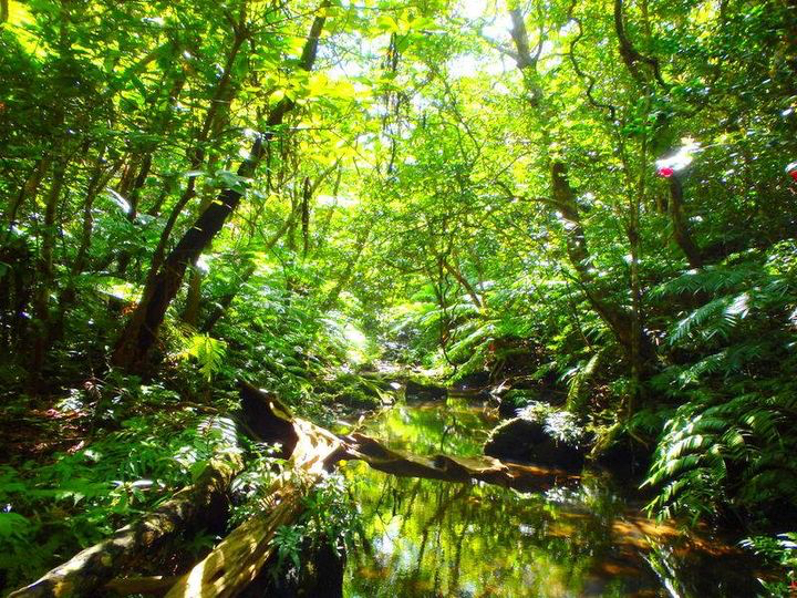 西表島の大自然をジャングルトレッキングで探検してみよう!西表島トレッキングツアー