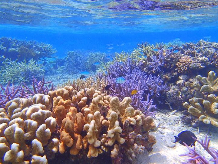 バラス島シュノーケリングで色鮮やかなサンゴ礁&熱帯魚を観よう