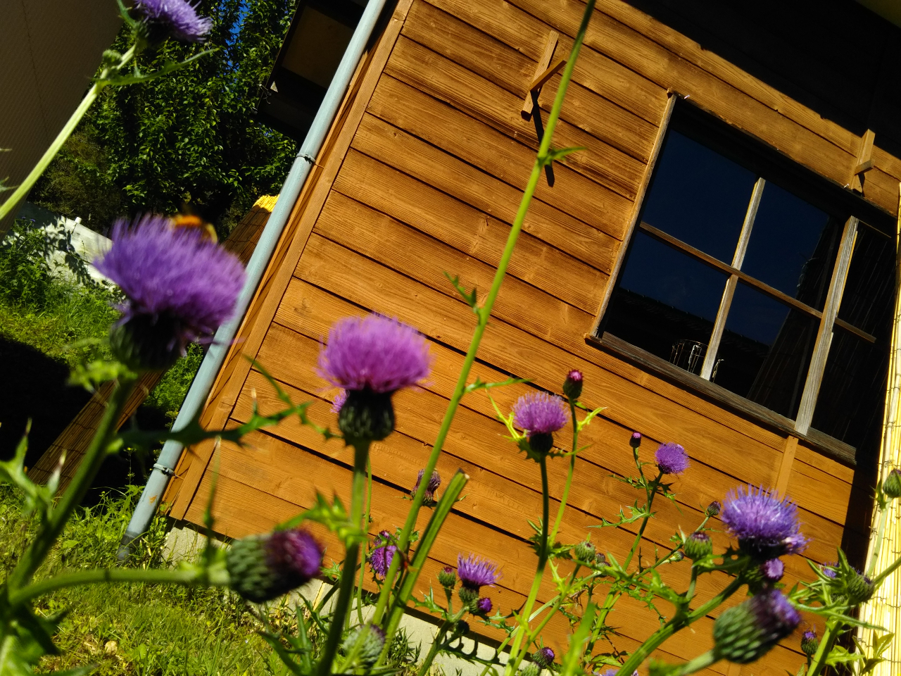 工房ギャラリー前野アザミ 春はいい季節、山の工房は野の花に包まれています。