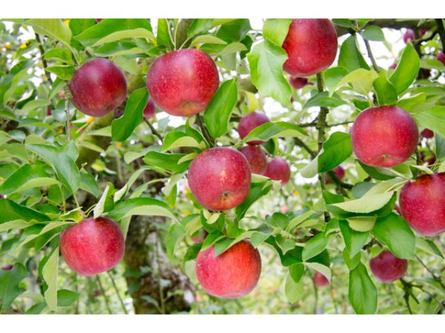 りんご狩り アップルパイ 茨城おみやげ大賞 金賞受賞 の自慢のアップルパイも召し上がれ ファミリー カップル 女性におすすめ 藤田観光りんご園 じゃらん遊び体験 りんご狩り アップルパイ 茨城おみやげ大賞 金賞受賞 の自慢のアップルパイも召し上がれ ファミリー カップル 女性におすすめ 藤田観光りんご園 じゃらん遊び体験