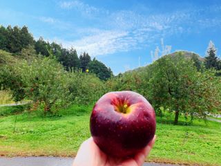 りんご狩りは9月下旬〜11月下旬(期間中無休)営業しております。広々とした畑でりんご狩り体験してみませんか??