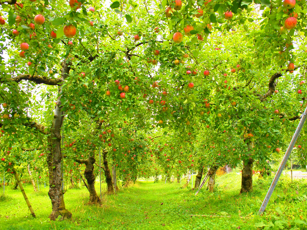 藤田観光りんご園です♪「まるで絵本のようなりんごの世界」「どこまでも続くりんごの道…」私たちが大切に育てたりんごと一緒に秋の1日を過ごしてみませんか??