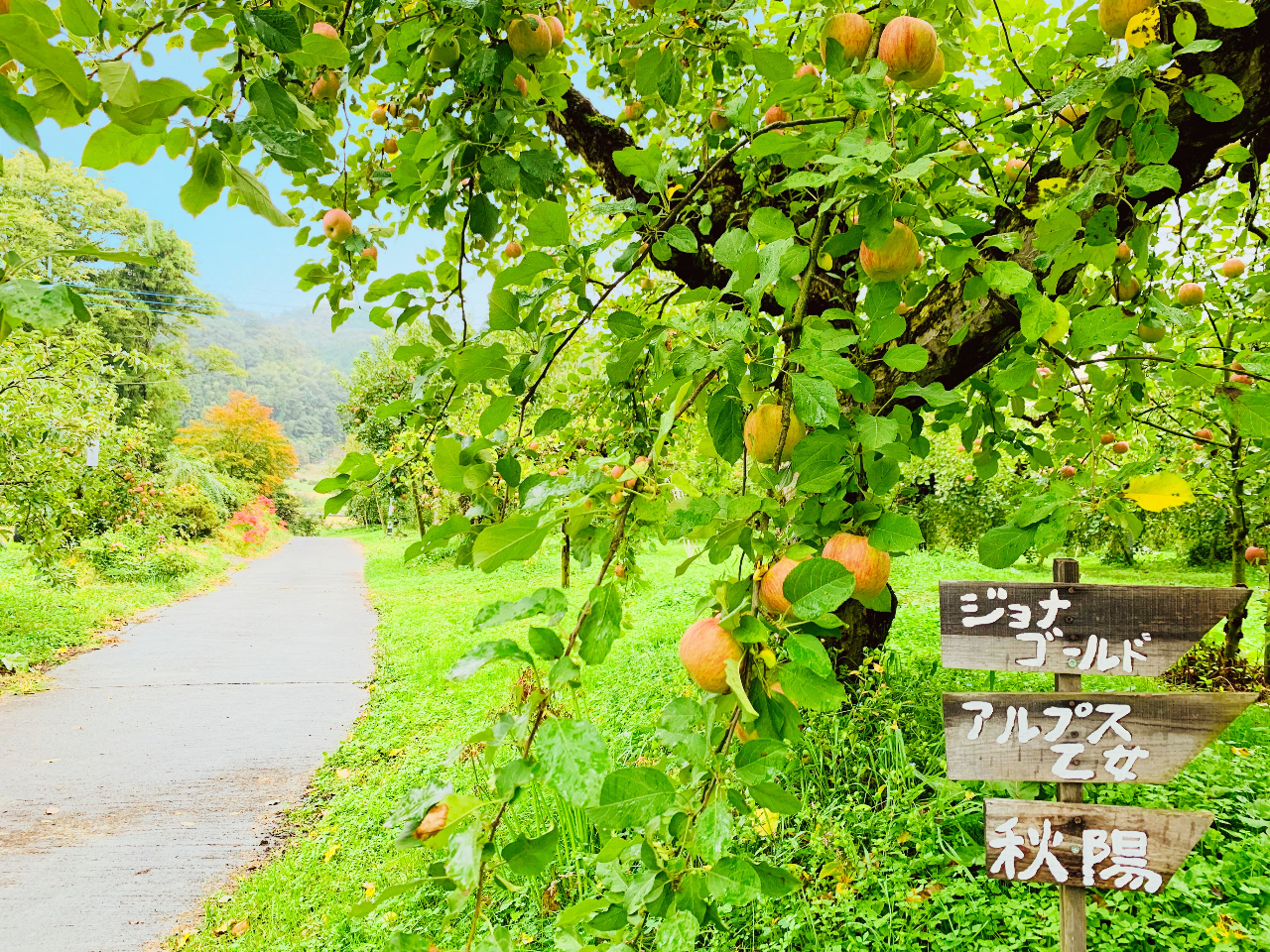 私たちが大切に育てたりんごと一緒に秋の1日を過ごしてみませんか??