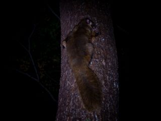 新プラン 富士の森 夜の野生動物観察ツアー 富士山麓の森で特別な体験 一般社団法人マウントフジトレイルクラブ じゃらん遊び体験