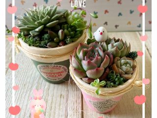 2つの鉢に寄せ植えします