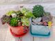 多肉植物の寄せ植え2つセット