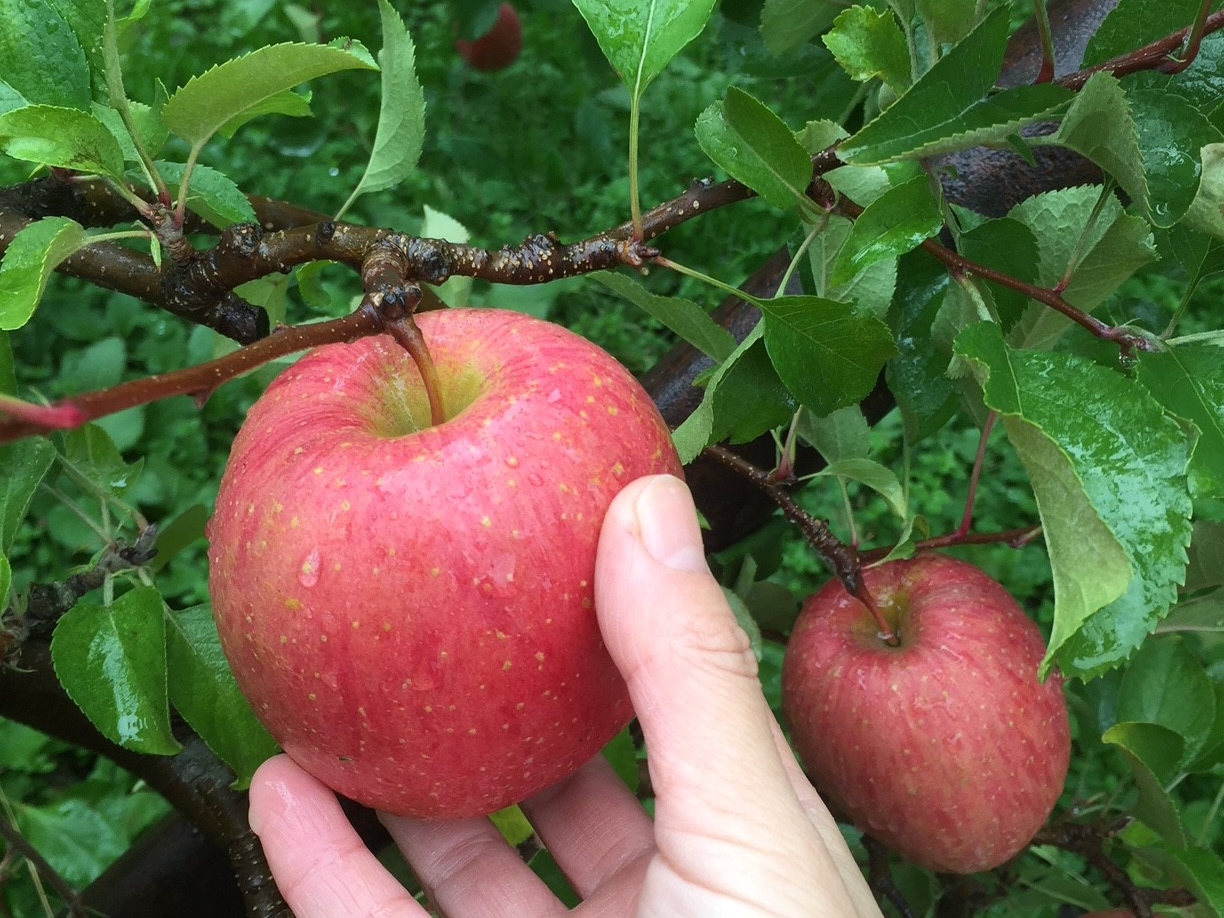 斑尾 飯山 信濃町 黒姫の遊び 体験スポット じゃらんnet 斑尾 飯山 信濃町 黒姫の遊び 体験スポット じゃらんnet