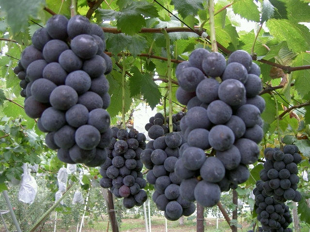 東御市のぶどう狩りランキングtop1 じゃらんnet