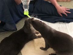 東京の動物カフェランキングtop10 じゃらんnet