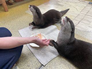 カワウソの餌やり体験は料金に含まれています。