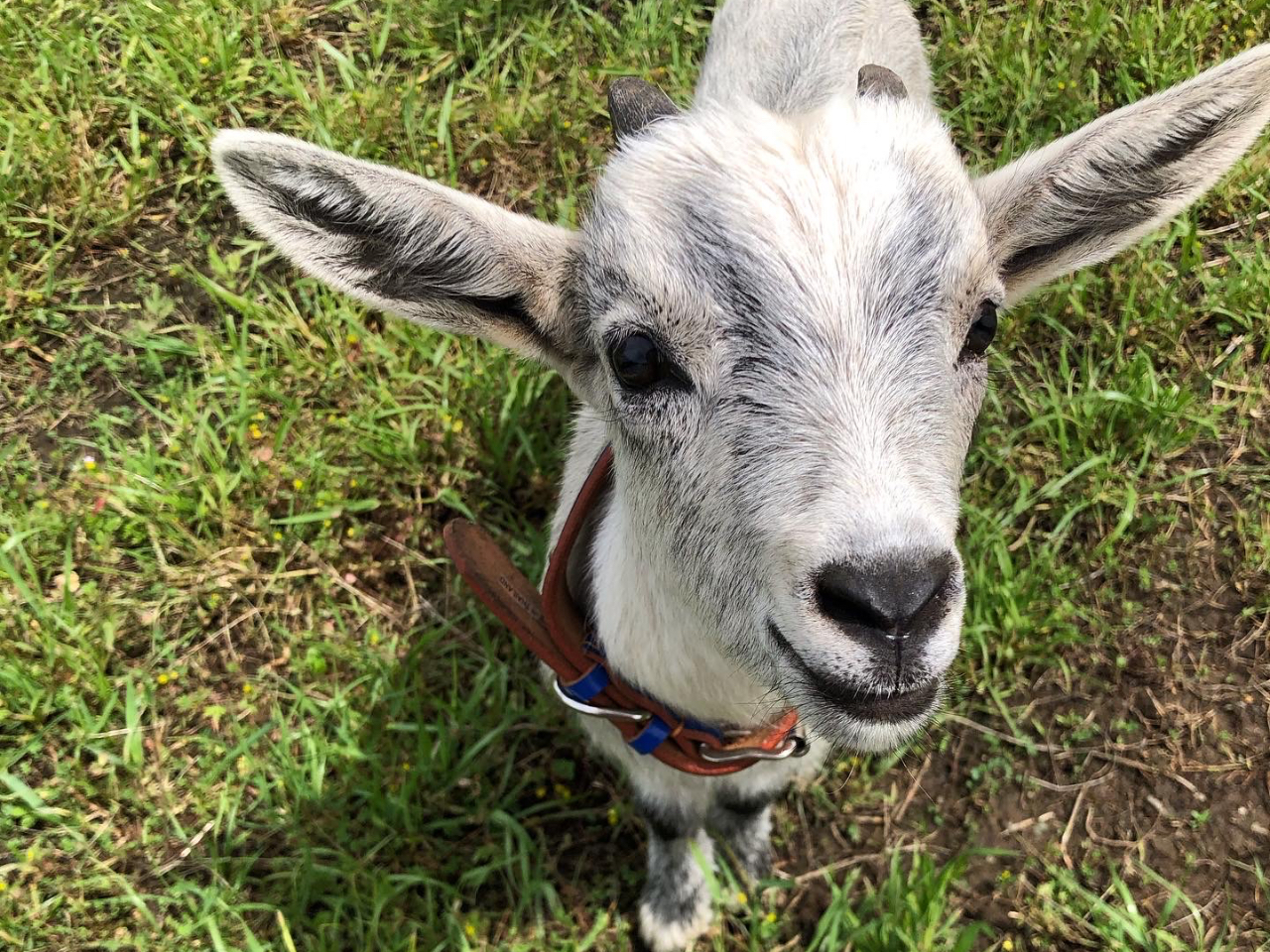 ヤギに餌やり体験が出来ます。(有料)