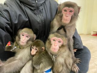 戦豆のお猿さん達 ふれあえます!