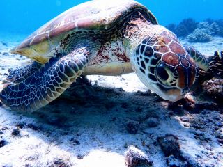 大人気ウミガメを探しに行きます♪