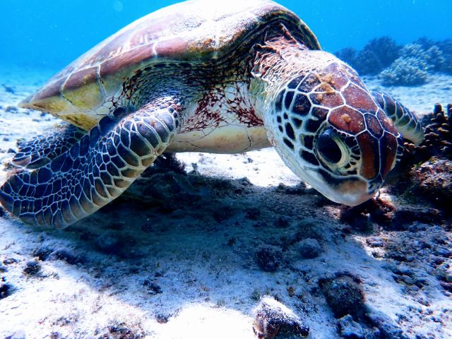 大人気ウミガメがこんな近くで 送迎付 ニモも サンゴも ウミガメ満喫ツアー ファミリー 女性 カップルにもおすすめ ハーミットクラブ じゃらん遊び体験 大人気ウミガメがこんな近くで 送迎付 ニモも サンゴも ウミガメ満喫ツアー ファミリー 女性 カップルにもおすすめ ハーミットクラブ じゃらん遊び体験