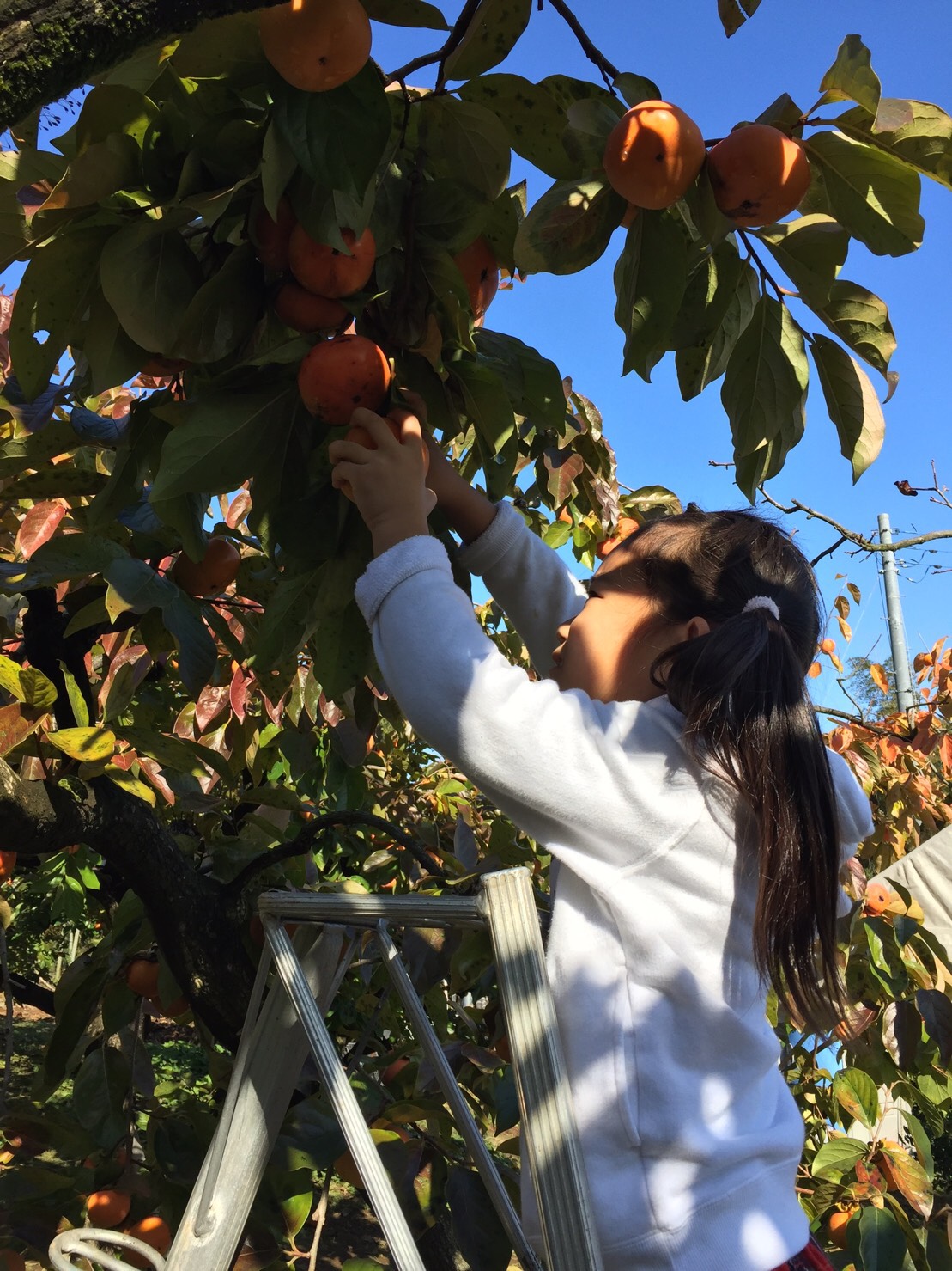 お子様も安心して柿狩りを楽しめます☆