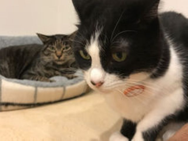 日曜日 13 00 14 00実施 ワンドリンク ふれあい60分 保護猫カフェで お家でできる猫 の健診 学んじゃお 歳以上の方対象です 譲渡型保護猫カフェ Cat Home Garden じゃらん遊び体験 日曜日 13 00 14 00実施 ワンドリンク ふれあい60分 保護猫カフェで お家でできる猫 の健診 学んじゃお 歳以上の方対象です 譲渡型保護猫カフェ Cat Home Garden じゃらん遊び体験