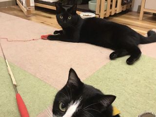 日曜日 13 00 14 00実施 ワンドリンク ふれあい60分 保護猫カフェで お家でできる猫 の健診 学んじゃお 歳以上の方対象です 譲渡型保護猫カフェ Cat Home Garden じゃらん遊び体験 日曜日 13 00 14 00実施 ワンドリンク ふれあい60分 保護猫カフェで お家でできる猫 の健診 学んじゃお 歳以上の方対象です 譲渡型保護猫カフェ Cat Home Garden じゃらん遊び体験