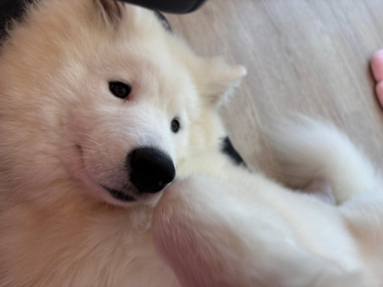 【サモエドふれあいコース】東北初OPEN!ファミリー・カップル・女性におすすめ♪