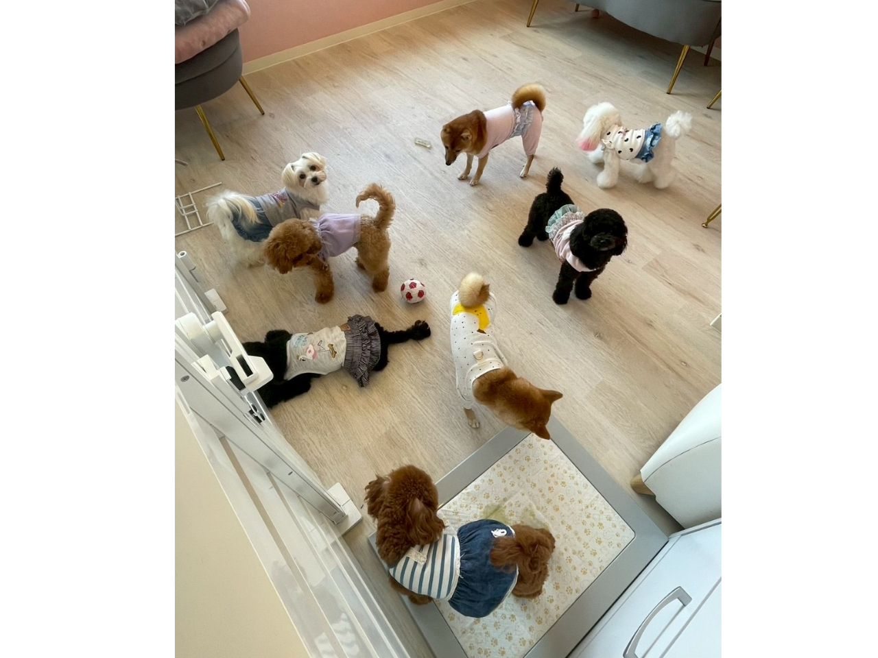 【ミニミニふれあいコース】豆柴、ティーカッププードル、里親犬とふれあえる!ファミ...