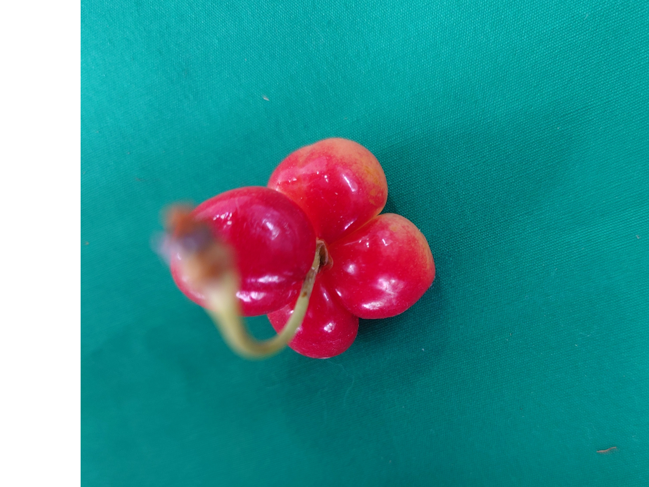 2025年開催【山形県・東根市】【さくらんぼ狩り】佐藤錦あり♪旬の