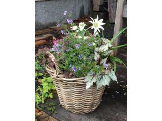 寄せ植えレッスン カゴを使ったナチュラルで可愛い寄せ植え 初めての方 女性の方におススメ Flower わたぼうし じゃらん遊び体験 寄せ植えレッスン カゴを使ったナチュラルで可愛い寄せ植え 初めての方 女性の方におススメ Flower わたぼうし じゃらん遊び体験