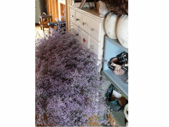 【スターチスハイブリットを使ったリース作り♪】当日持ち帰りOK!同じ花材でゆったり作れるスワッグも作れます♪◆女性におすすめ◆のプラン詳細