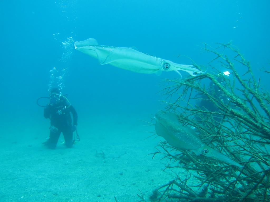 初心者ファンダイブ2♪