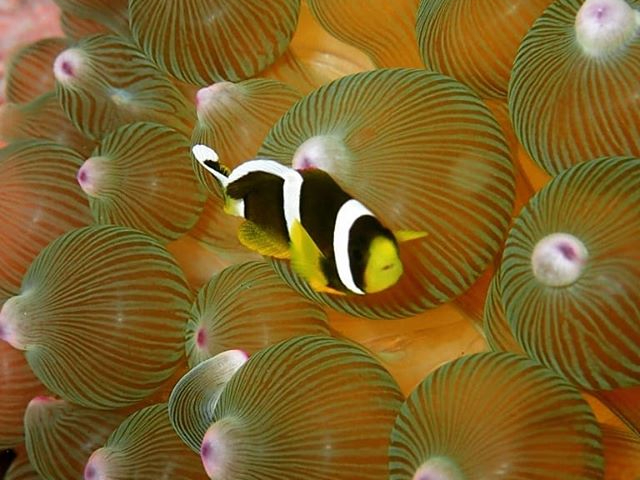 ファンダイビング@伊東 PADI・2ダイブ!カード取り立ての初心者向けなので安心...