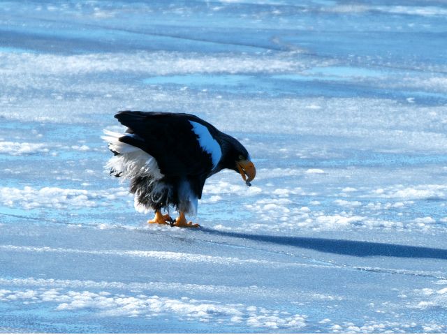 運がよければオオワシなどの野生動物に会えるかも      ※写真はイメージです