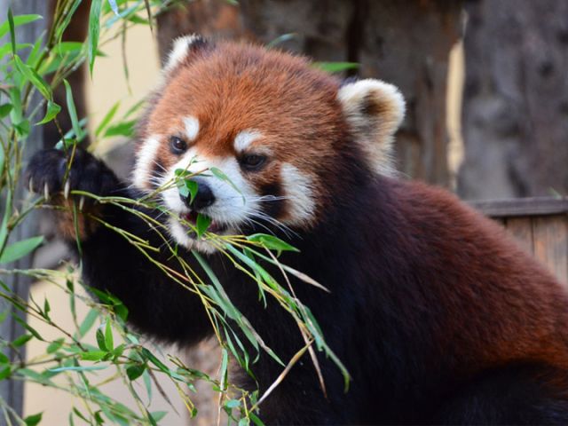 旭山動物園では動物たちのいきいきした姿が観られます ※画像はイメージです