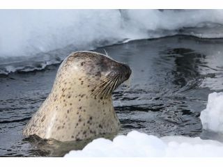 旭山動物園では動物たちの冬ならではの姿が観られます