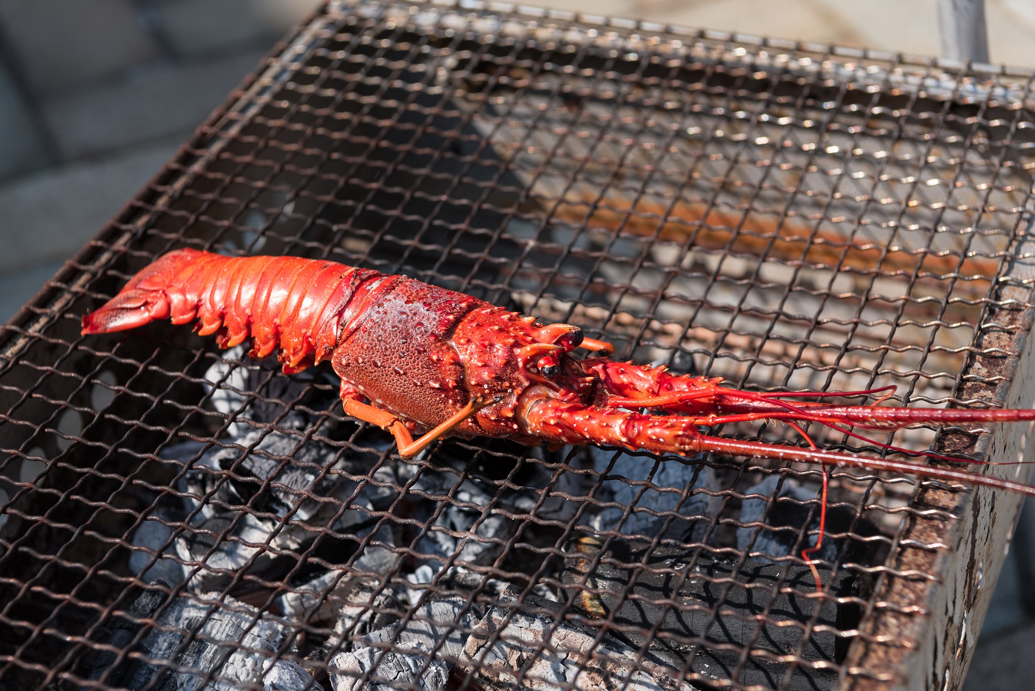 志摩 伊勢えび釣り 伊勢志摩の高級食材 伊勢えびを釣ってｂｂｑで食べられるプラン 伊勢えび1匹最低保証 足湯も楽しめる ファミリー 女性 カップルにもおすすめ 磯体験施設 海ほおずき じゃらん遊び体験