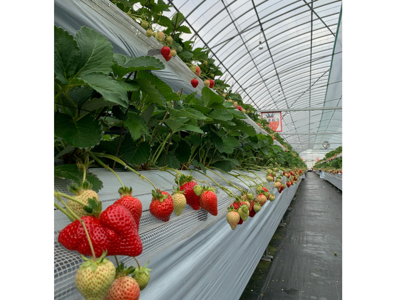 �ő�8�i����͔|���􂺂АH�ה�ׂĂ݂Ă���������(�������ɂ��i��̐����ނ͈قȂ�܂��j