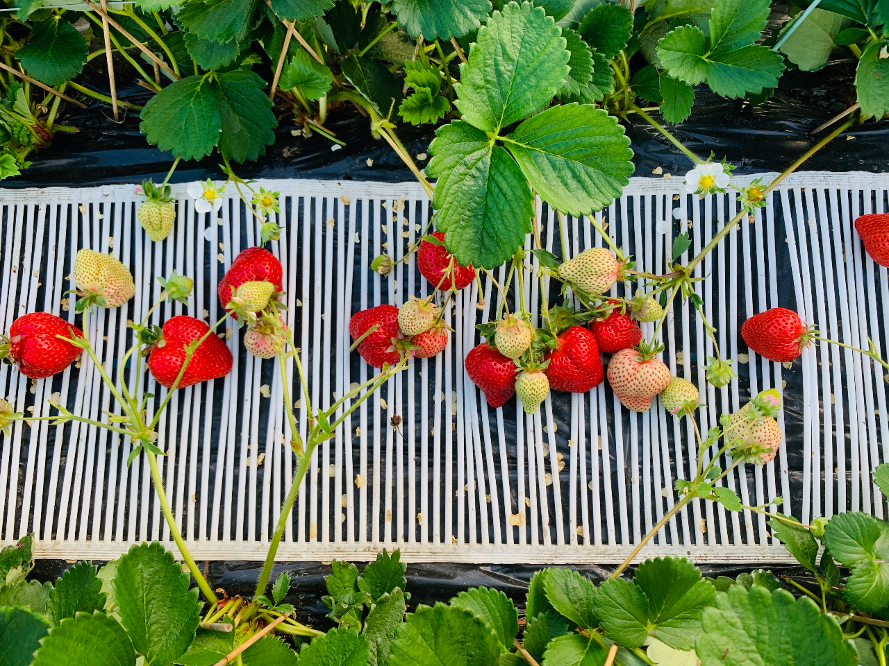 ���Ƒ��₨�F�B�Ȃǂ��Ђ����������y����ł���������