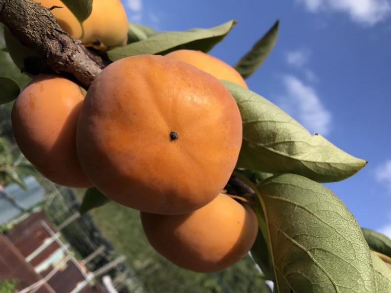 2026年開催予定!〈甘くてジューシーな柿狩り体験♪〉大きな柿の収穫体験!おまけ...