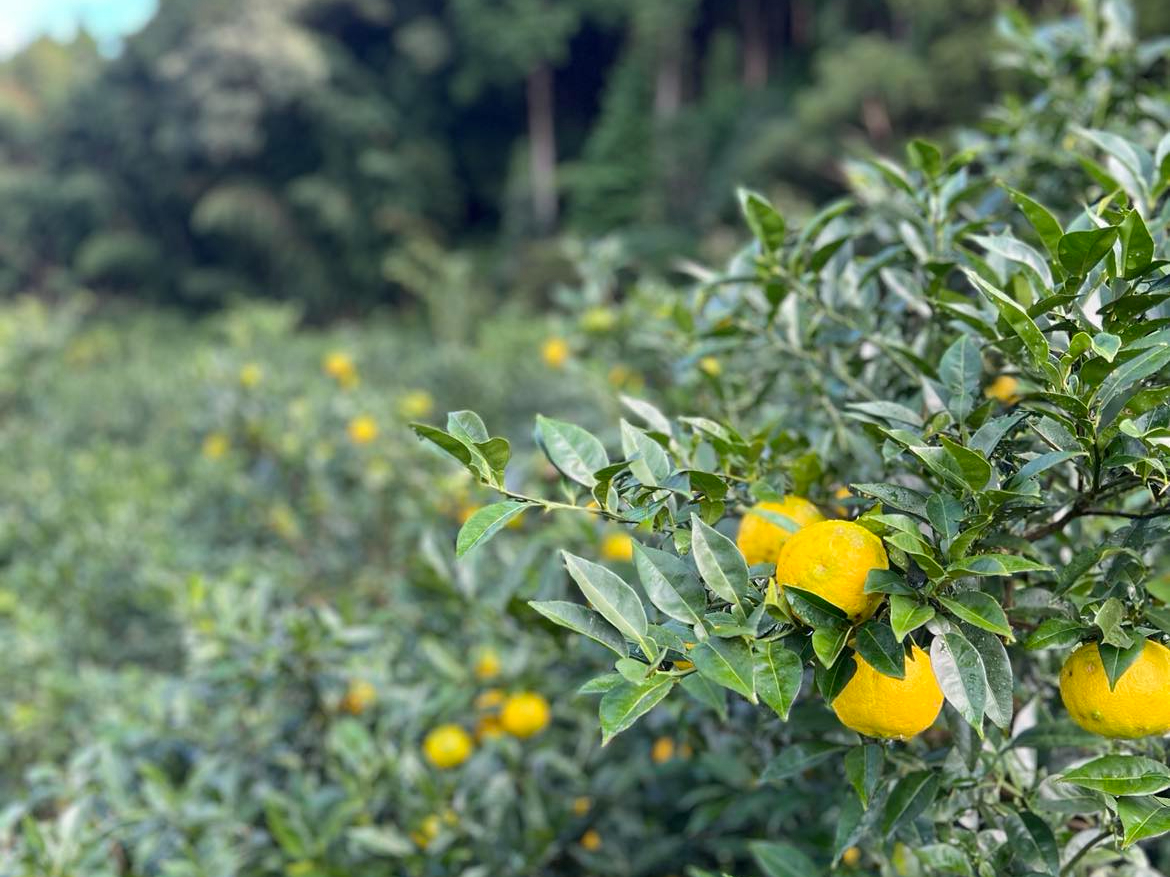 {Yɂo^Ău䂸[hvXѓSՂ̒Ɏ䂸