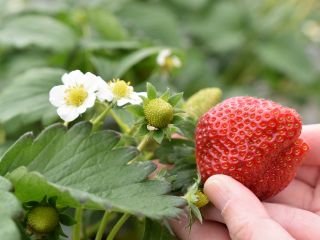 最大7品種のいちごをお楽しみいただけます。※ご案内の時期や状況により当日お召し上がりいただけない品種がある場合がございます
