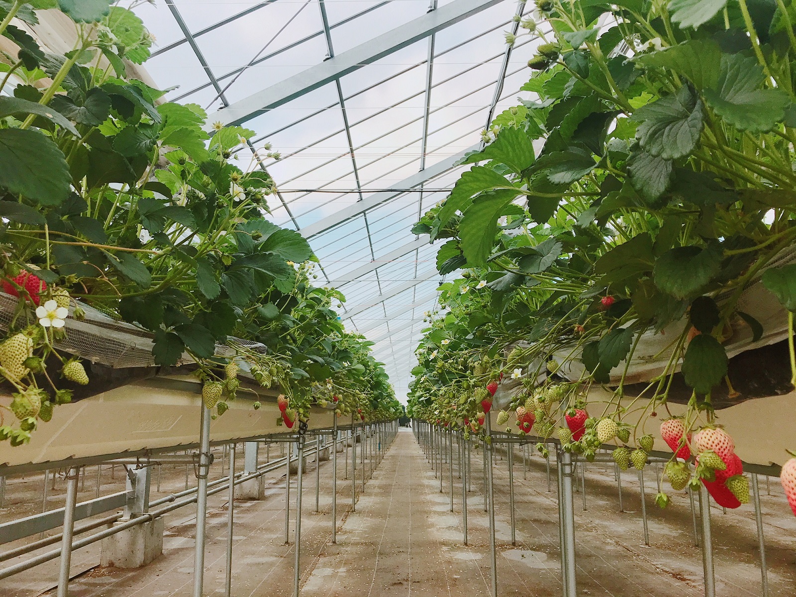 ���ݍ͔|�ł���