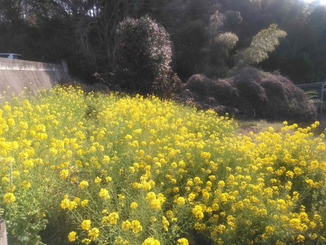 工房(自宅)近くの菜の花