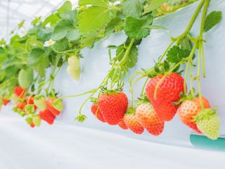 大粒のいちごが食べ放題!