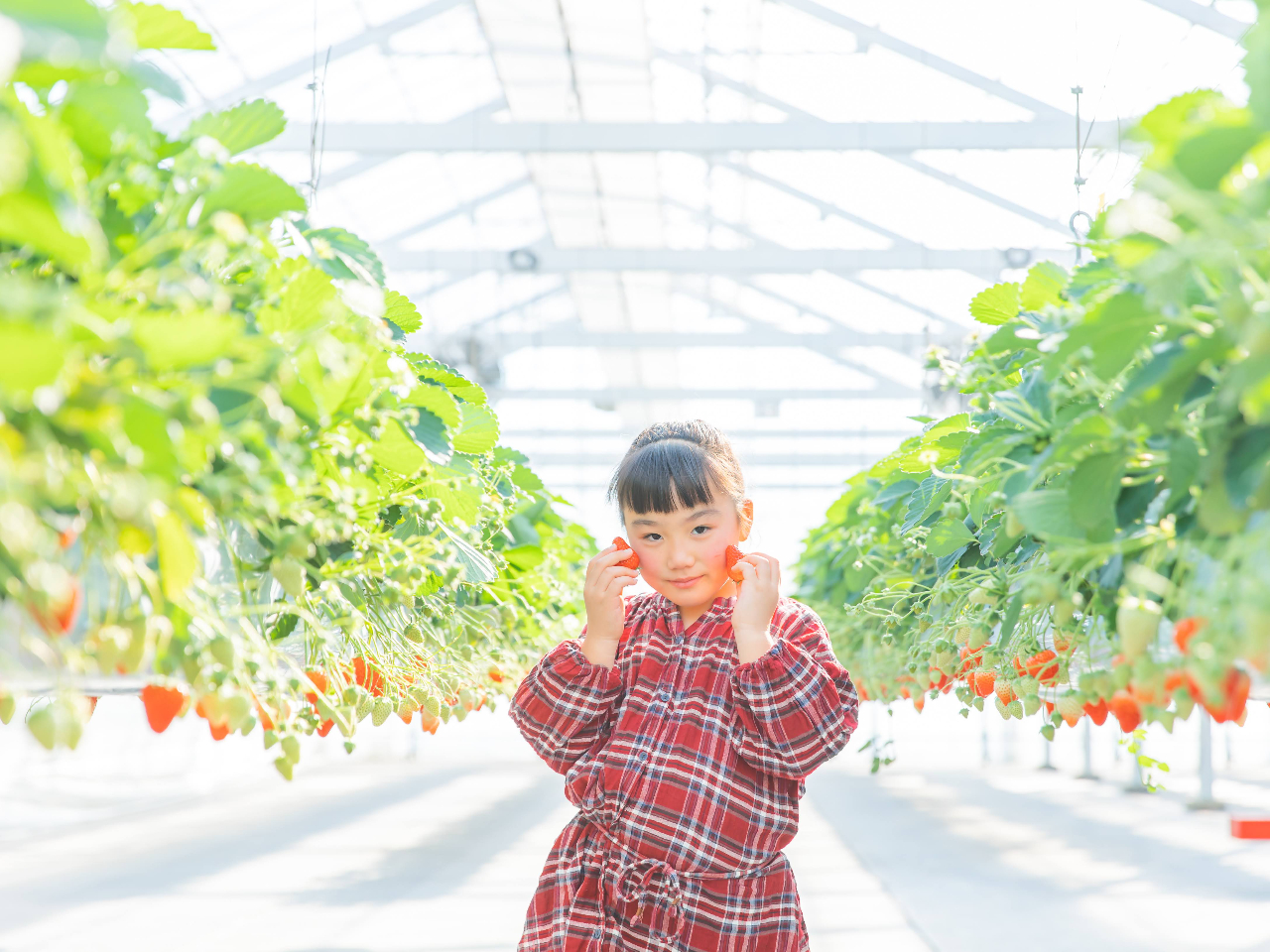 土日祝限定/30分食べ放題】完熟いちご♪たくさんの品種を