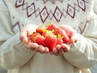 美味しいイチゴをどうぞ!!