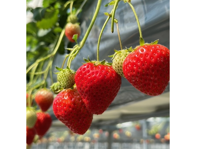 ڂ̓ccŊہXƂ`Ƃ炵ʂЂ߁