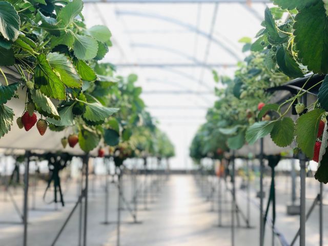 当農園のいちご狩りは高設栽培です。車椅子やベビーカーでもOKです^^*