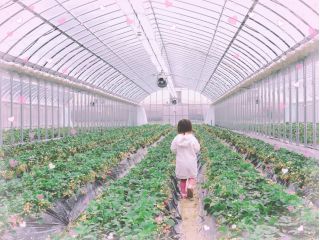 兵庫 相生 30分間食べ放題のいちご狩り こだわりの土耕栽培 カップルにオススメ いちご農園 雅ファーム じゃらん遊び体験