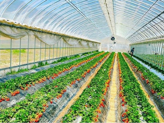 兵庫 相生 いちご狩り体験30分 こだわりの土耕栽培 カップルにオススメ いちご農園 雅ファーム じゃらん遊び体験 兵庫 相生 いちご狩り体験30分 こだわりの土耕栽培 カップルにオススメ いちご農園 雅ファーム じゃらん遊び体験