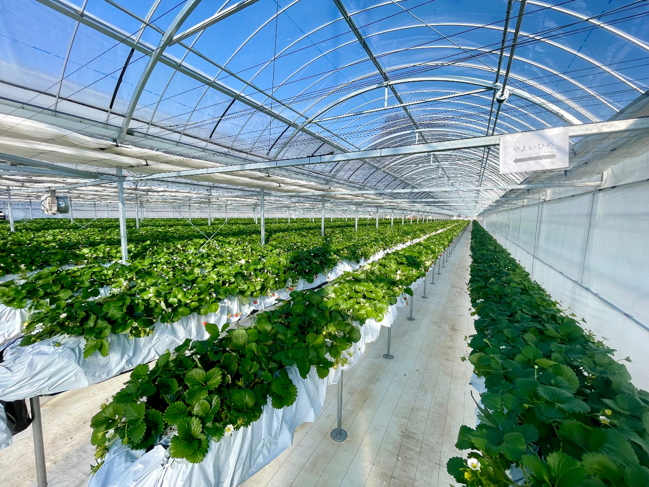 ݍ͔|ŁAnEX̒ȂɍL߁AyXy߂܂