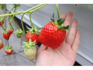 【いちご食べ比べ30分】※コロナ対策実施中※丁寧に育てられた完熟いちご食べ放題♪きれいで広々としたハウスなので、ファミリーにぴったりです☆