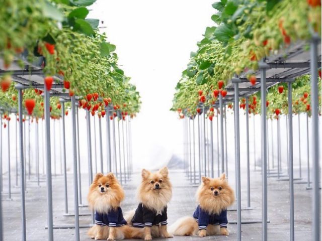 【注意事項】カートまたはリード(おむつ)をつけてご入園になります。